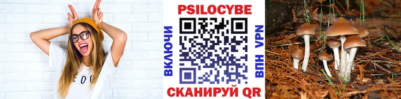 Купить где  Кораблино  Псилоцибиновые грибы мицелий 